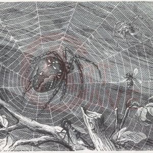 Specht, Spider from Animal life in Europe Digital Print Product Photo