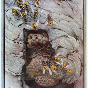 The Common Wasp, from Fabre's Book of Insects Digital Print Product Photo