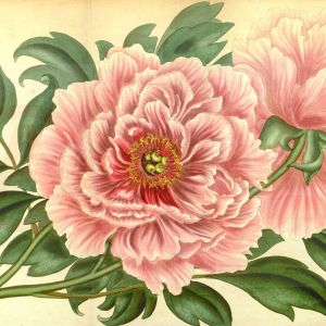 Paeonia Suffruticosa Digital Print Product Photo