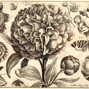 Wenceslas Hollar, Peony Digital Print Product Photo