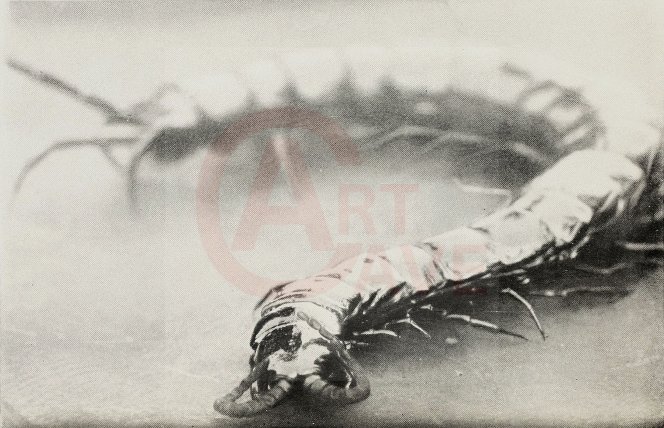 Fairchild, David and Marian, A Centipede Digital Print Product Photo