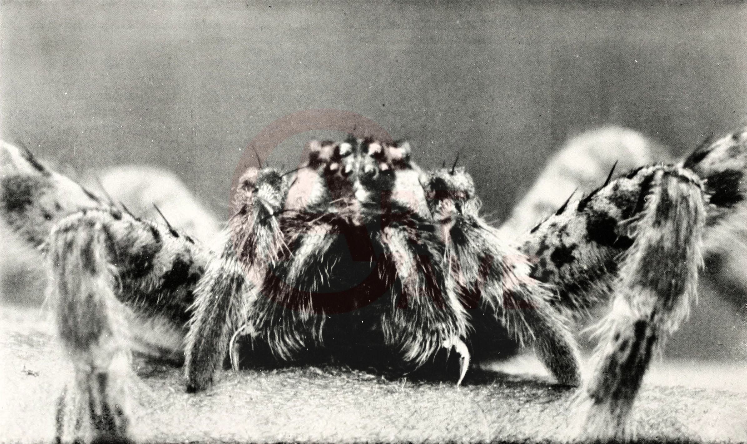 Fairchild, David and Marian, A Spider from a Fly's Point of View Digital Print Product Photo