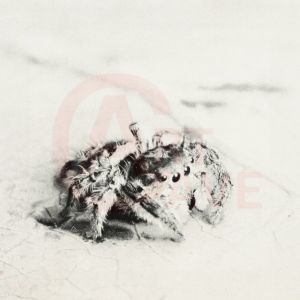 Fairchild, David and Marian, A Jumping Spider Digital Print Product Photo