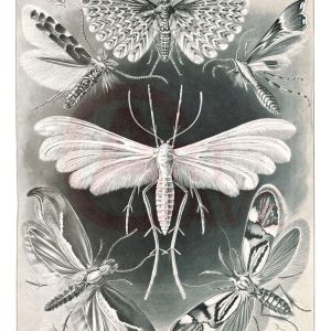 Haekl, Ernst, Plate 58 Tineida Digital Print Product Photo