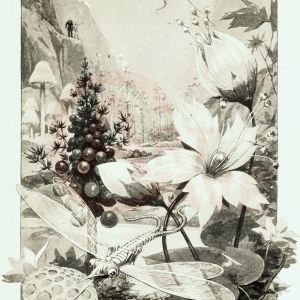 Knapp, John Augustus, Flowers and Structures Beautiful, Insects Gorgeous Digital Print Product Photo
