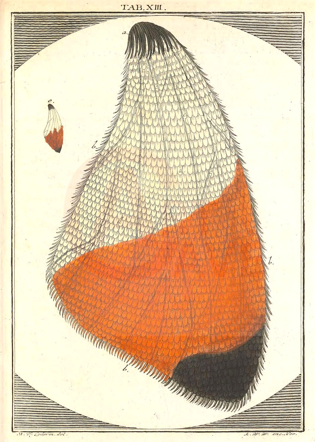 Ledermuller, Martin Frobenius, Underwing of a Cabbage Butterfly Digital Print Product Photo