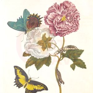 Merian, Maria Sybilla, Blue and Yellow Butterflies, Pink and White Flowers Digital Print Product Photo