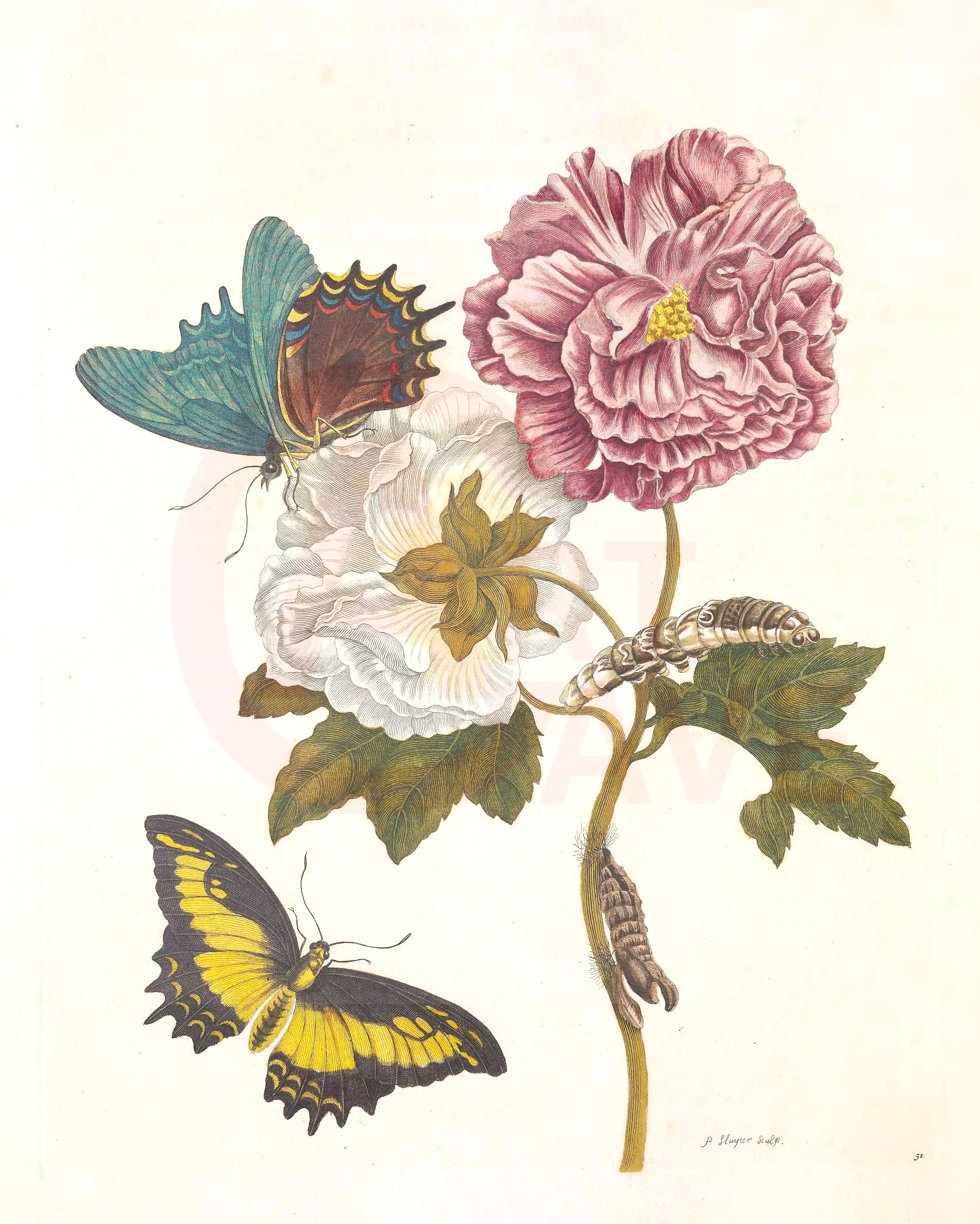 Merian, Maria Sybilla, Blue and Yellow Butterflies, Pink and White Flowers Digital Print Product Photo