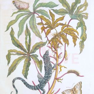 Merian, Maria Sybilla, Lizard and Butterfly Digital Print Product Photo