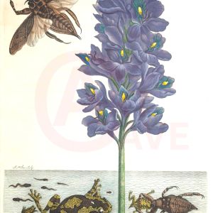 Merian, Maria Sybilla, Water Hyacinth, Frog, and Dragonfly Larvae Digital Print Product Photo